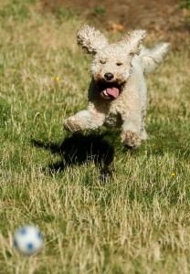 Ruby the other labradoodle