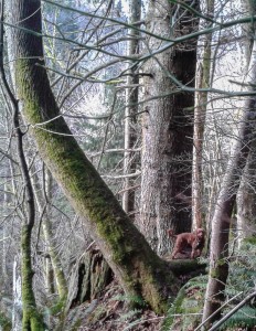 I can climb trees. Sort of.