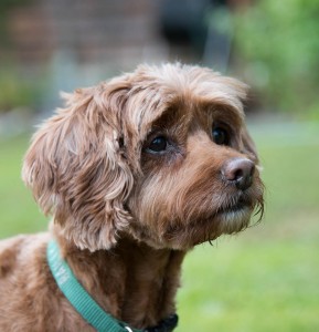 bailey the labradoodle