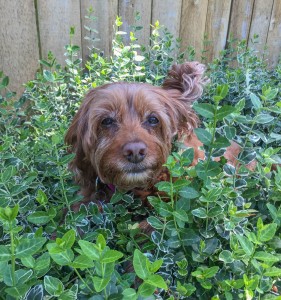 I'm in my green bush fort. My ear is stuck on something.